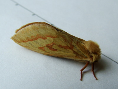 Ghost Moth